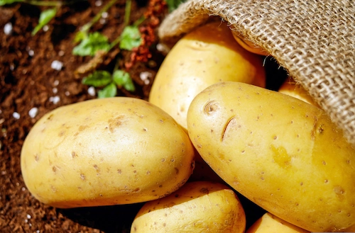 A bunch of yukon gold potato in a sack